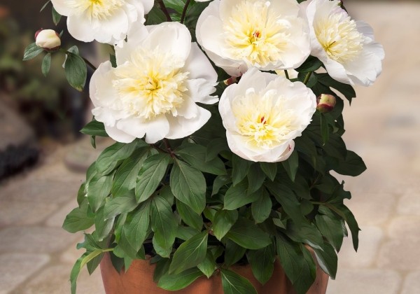 Paeonia (podu) Patio Peony™ Madrid  2/3