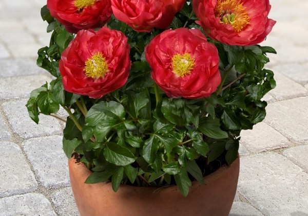 Paeonia (podu) Patio Peony™ Moscow 2/3