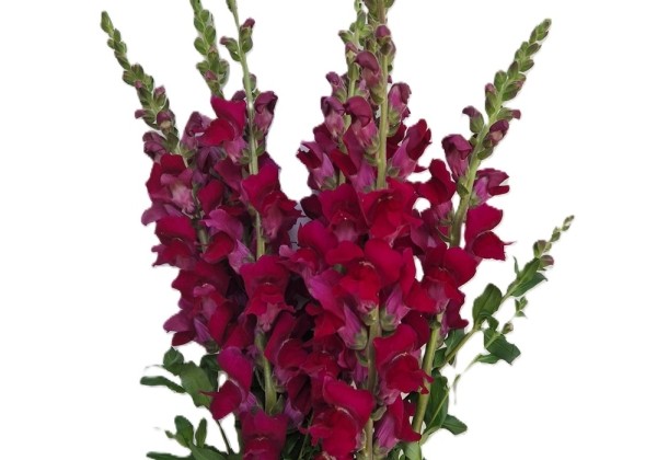 Antirrhinum majus Antibes Magenta
