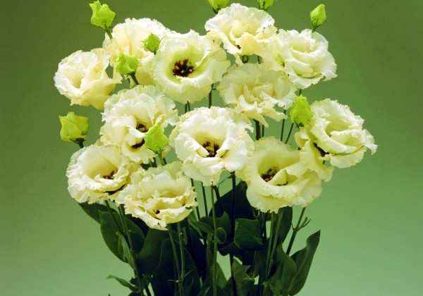 Lisianthus russelianum Corelli Yellow III