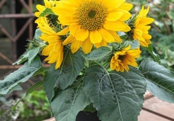 Helianthus annuus Smiley Gold