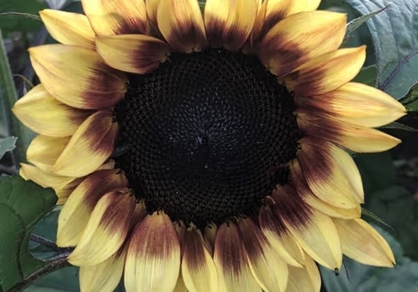 Helianthus annuus ProCut Red lemon Bi colour