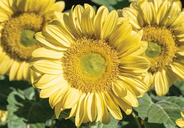 Helianthus annuus ProCut Lemon Lite