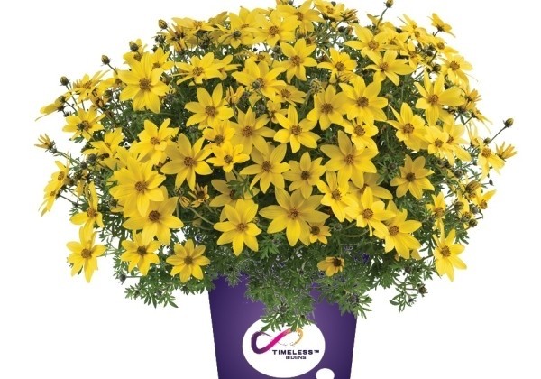 Bidens ferulifolia Mega Charm