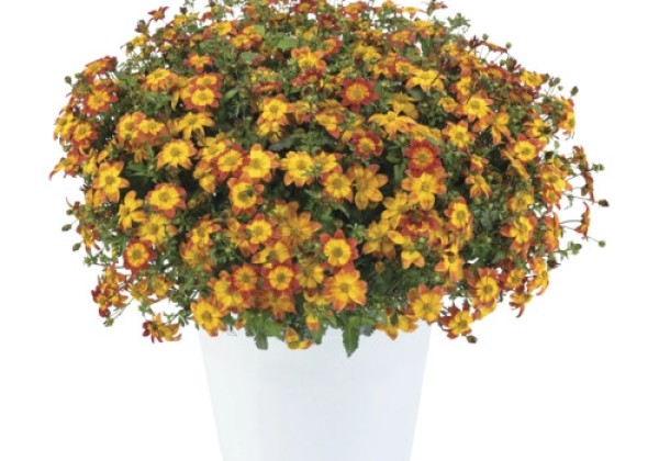 Bidens ferulifolia Carribean Fire/Blazing Star