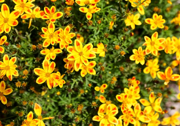 Bidens ferulifolia Blazing Fireworks