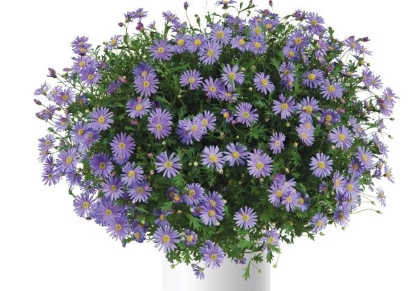 Brachyscome multifida Brasco Violet