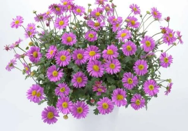 Brachyscome multifida Fresco Candy