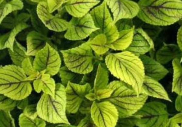 Coleus Magic Leaves Goblin Green (12 cm)