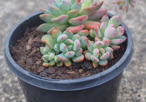 Echeveria hybrida Amoena