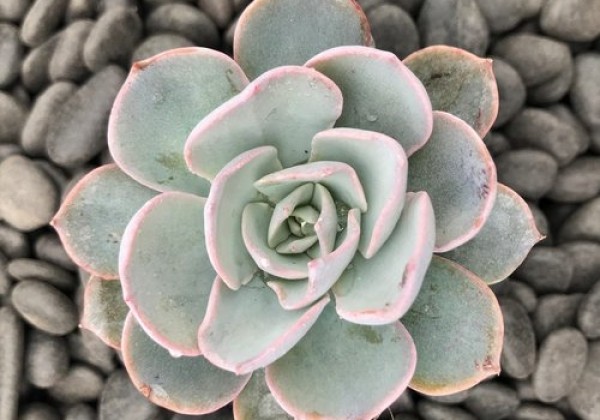 Echeveria hybrida Peacockii