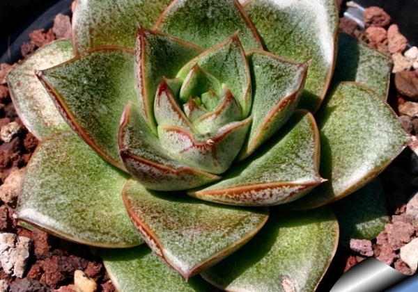 Echeveria hybrida Purpusorum