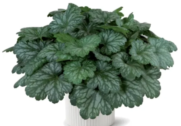 Heuchera hybrida Kira Evergreen Forest