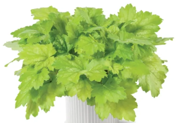 Heuchera hybrida Kira Green Tea