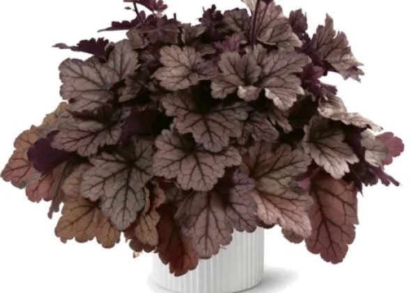Heuchera hybrida Kira Jersey
