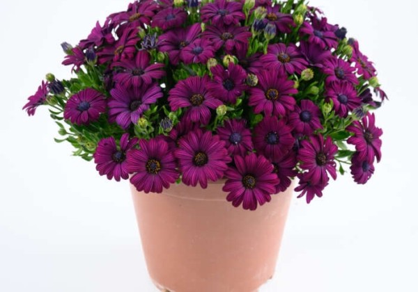 Osteospermum ecklonis Besties Devoted Purple
