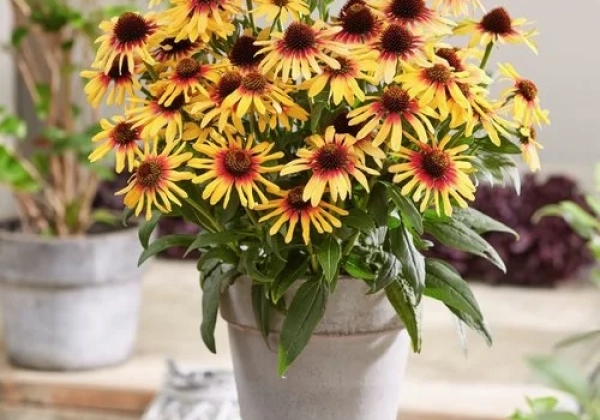 Echinacea purpurea SunSeekers Tequila Sunrise