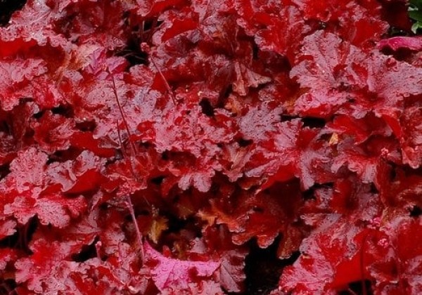 Heuchera hybrida Forever Red