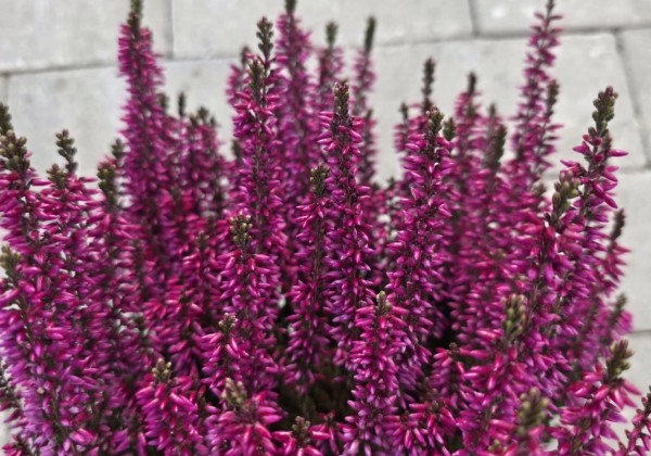 Calluna vulgaris Beauty Ladies Lila (12 cm)