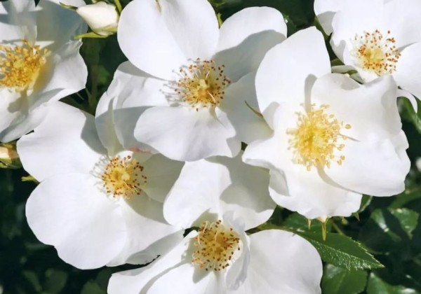 Rosa Escimo