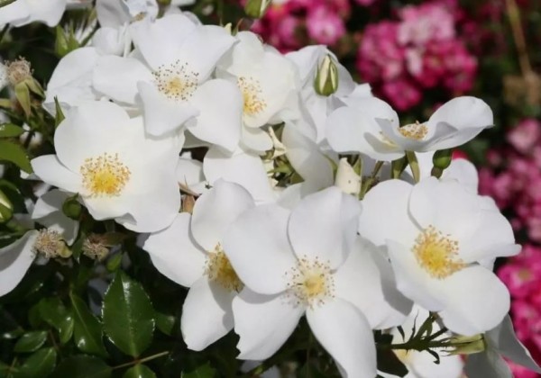 Rosa Escimo
