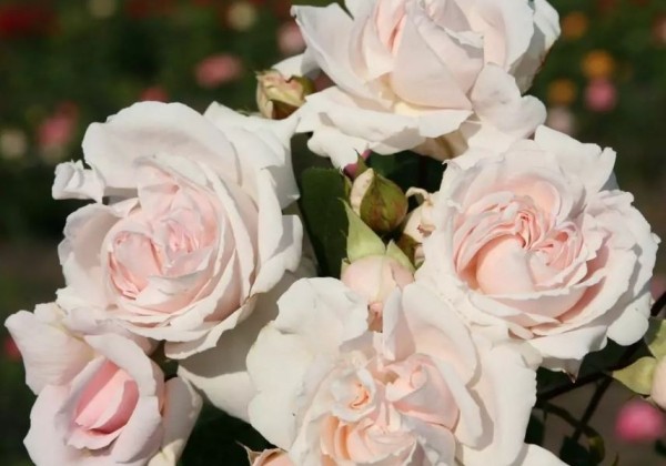 Rosa Constanze Mozart, augststumbrs 80cm