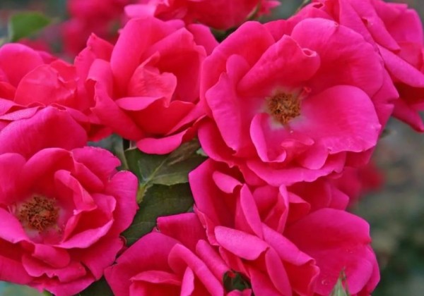 Rosa Gartenfreund, 2l podā