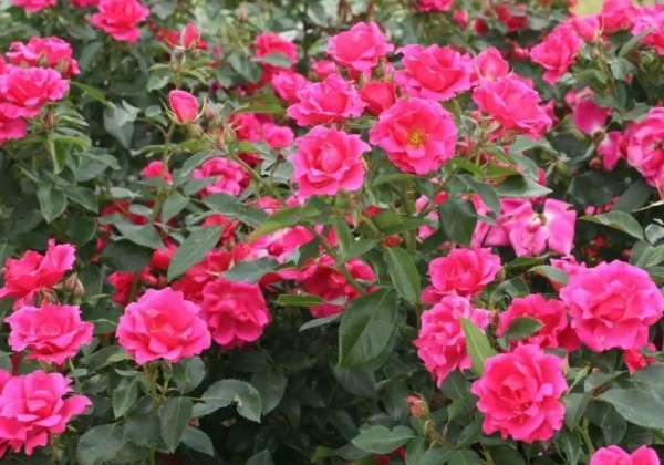Rosa Gartenfreund, 2l podā