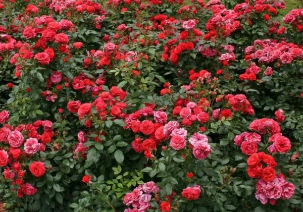 Rosa Cherry Girl, 2l podā