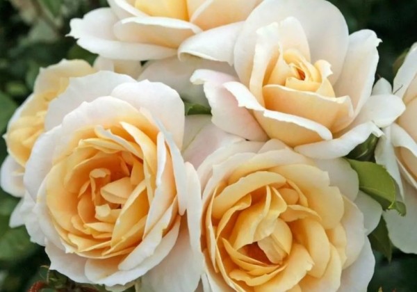 Rosa Lions-Rose, 2l podā