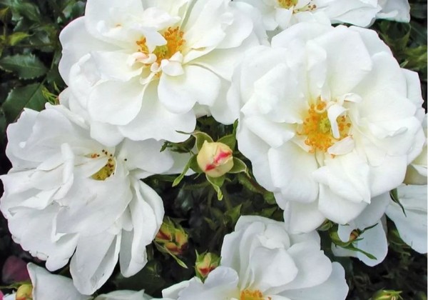 Rosa Diamant