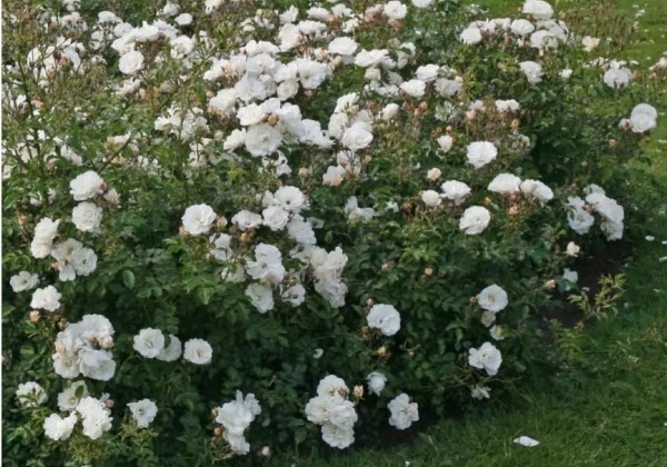 Rosa Diamant, 2l podā