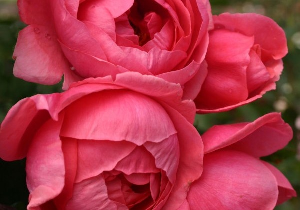 Rosa Gartenprinzessin Marie-José, augststumbrs 80cm