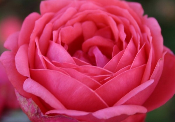 Rosa Gartenprinzessin Marie-José, augststumbrs 80cm