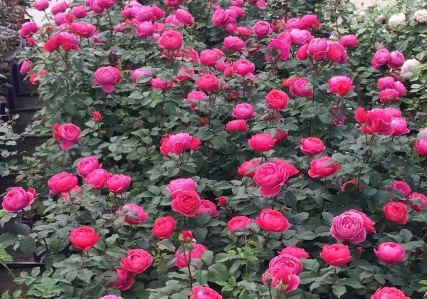 Rosa Gartenprinzessin Marie-José, augststumbrs 80cm