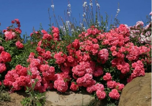 Rosa Bad Birnbach