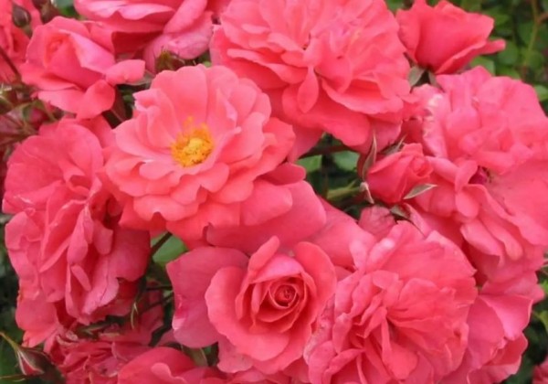 Rosa Bad Birnbach