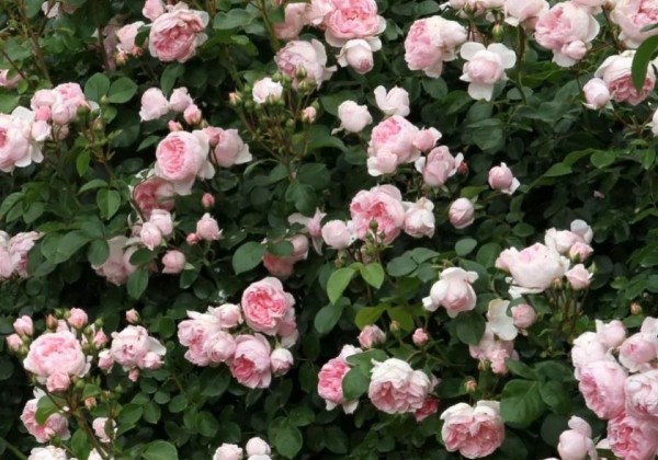 Rosa Cinderella, 2l podā