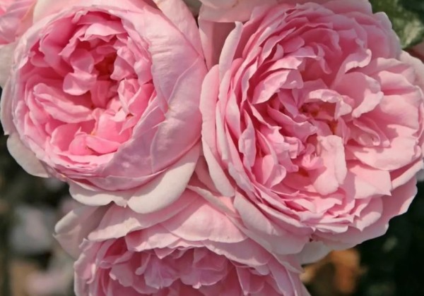 Rosa Cinderella, 2l podā