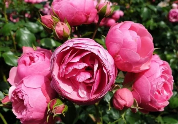 Rosa Pomponella