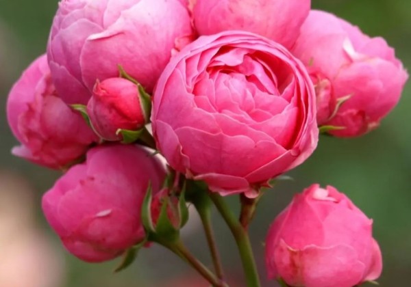Rosa Pomponella, 2l podā