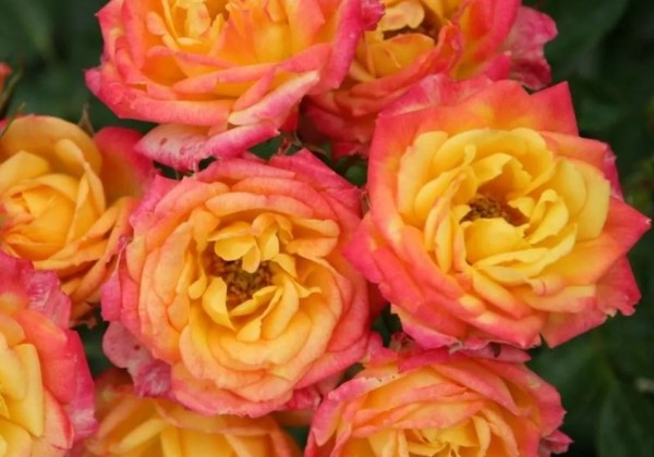 Rosa Little Sunset