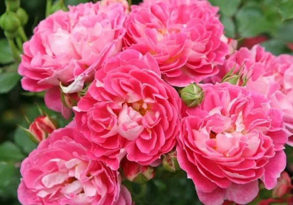 Rosa Charmant