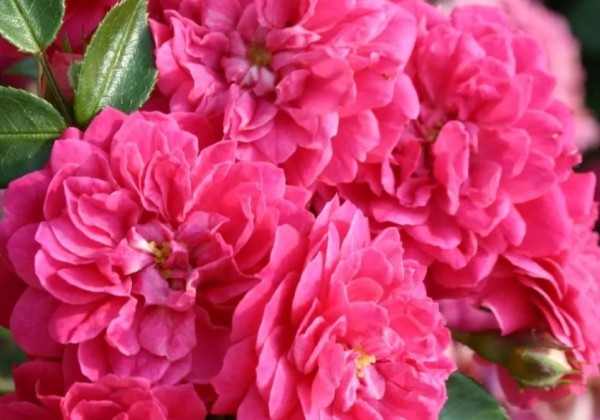 Rosa Roxy
