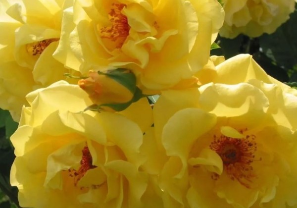 Rosa Golden Gate