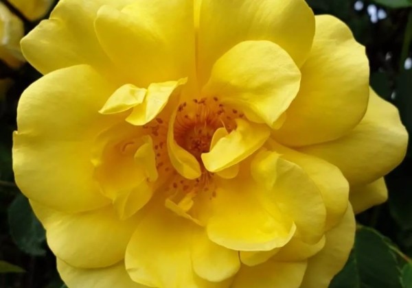 Rosa Golden Gate