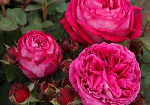 Rosa Freifrau Caroline, 2l podā