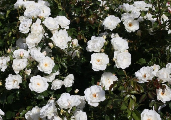 Rosa Weiße Wolke