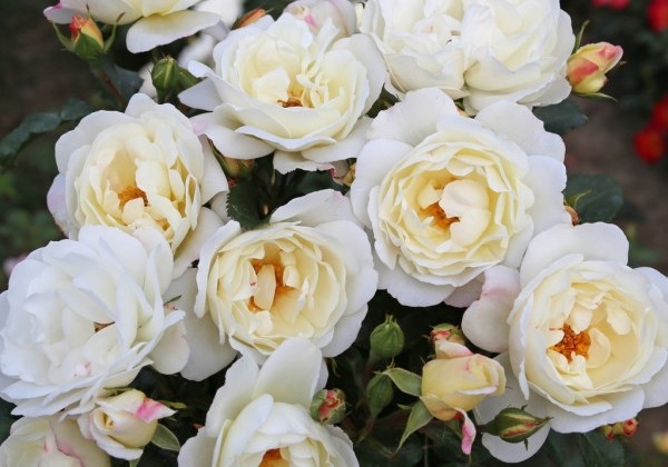 Rosa Weiße Wolke