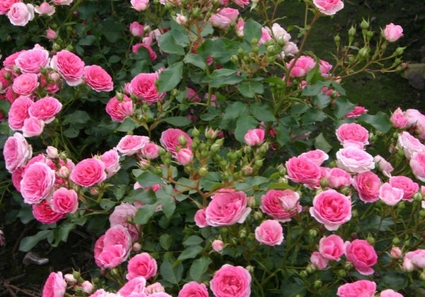 Rosa Amica, augststumbrs 80cm
